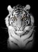 Tiger v bielom
