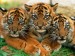 Tigrie mláďatá