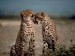 Gepardia láska